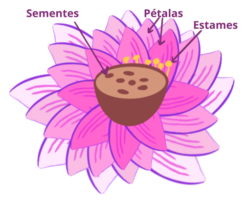 Anatomia flor de lotus (2)