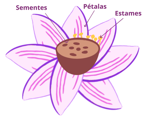 Anatomia flor de lotus