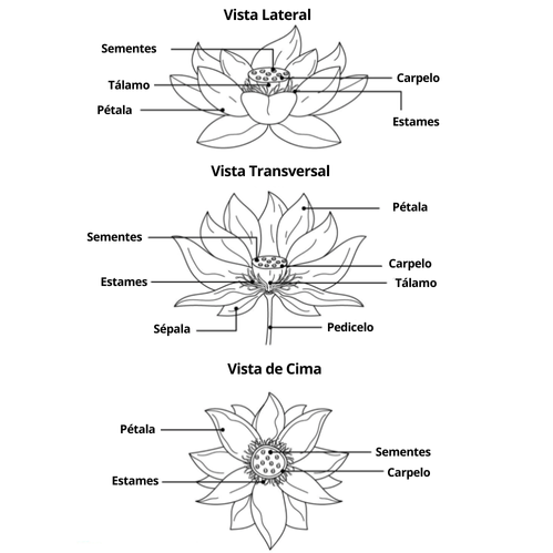 Composição flor de lotus (1)